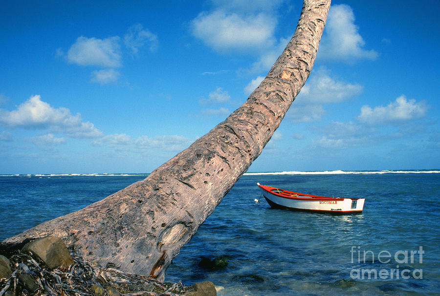 Fishing boat and Palm trunk Photograph by Thomas R Fletcher
