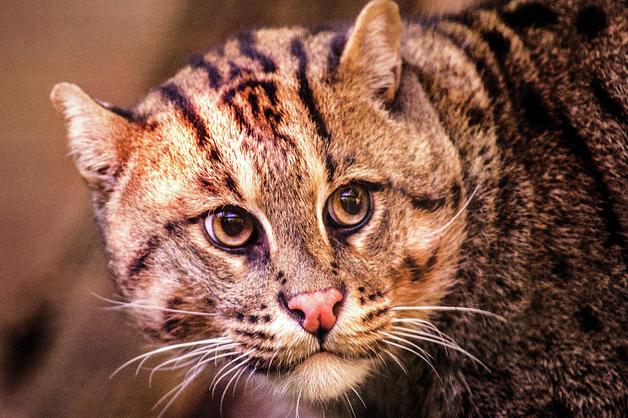 Fishing Cat -- National Zoo Photograph by Don Johnson