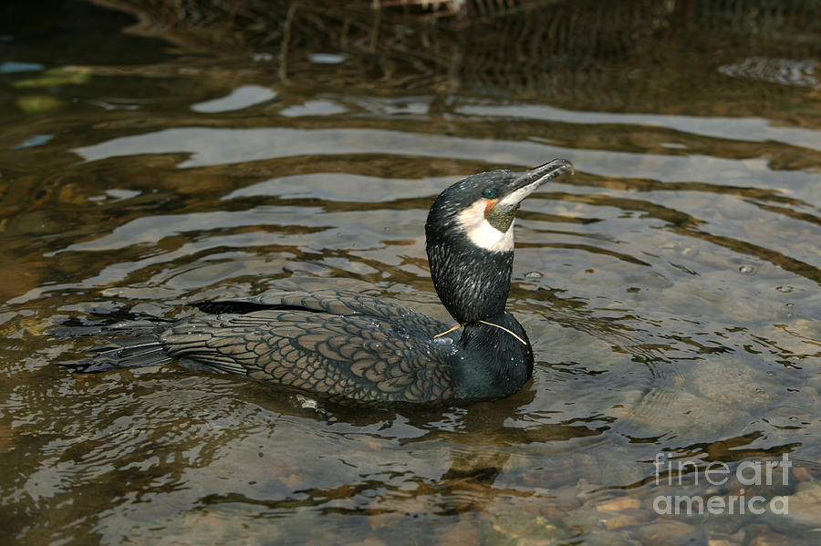 Fishing Cormorant In China Photograph by Jean-Louis Klein & Marie-Luce Hubert