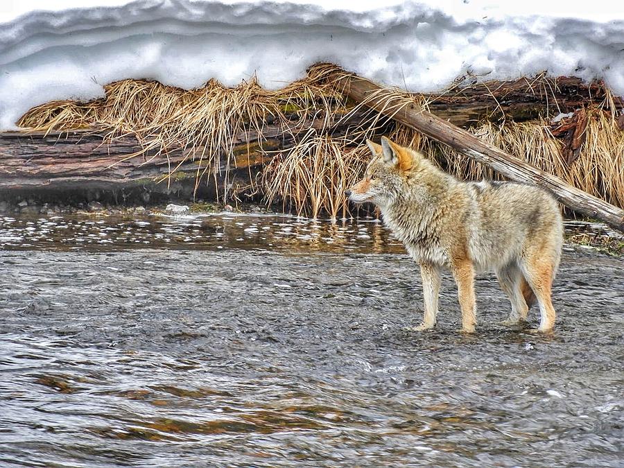 Fishing Coyote  Photograph by Chris Burke