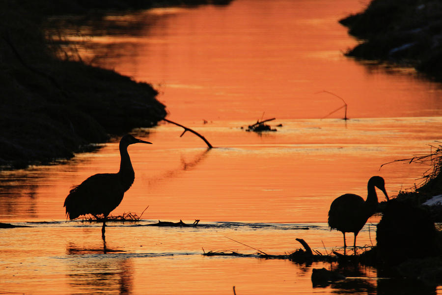Fishing Crane Sunrise Photograph by Brook Burling