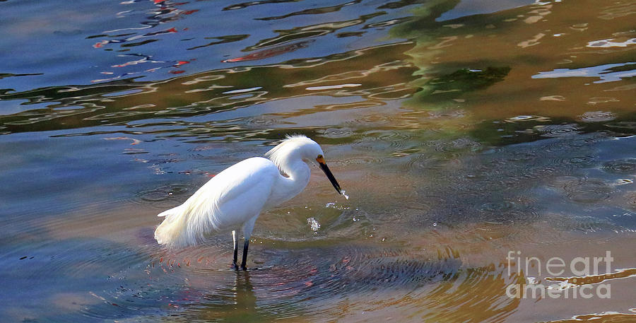 Fishing Egret Photograph by Mary Haber