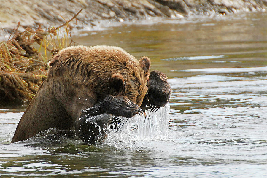 Fishing Grizzly Bear Photograph by Ted Keller