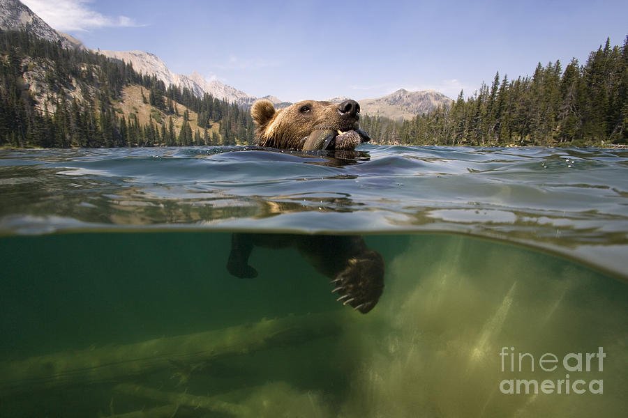 Fishing Grizzly Photograph by Jean-Louis Klein & Marie-Luce Hubert