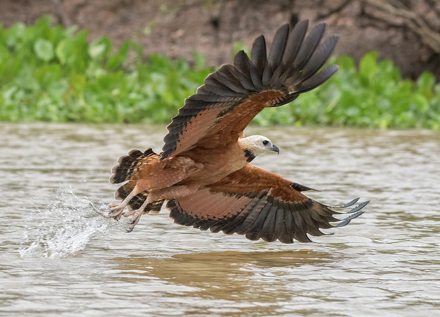 Fishing Hawk Photograph by Wade Aiken - Fine Art America