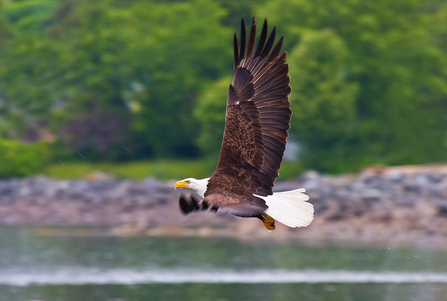 Eagle Photograph - Fishing in the Rain by Michael Dawson