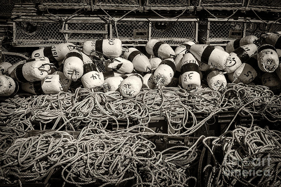 Floats Photograph - Fishing Lobster by Elena Elisseeva Floats Photograph - Fishing Lobster by Elena Elisseeva