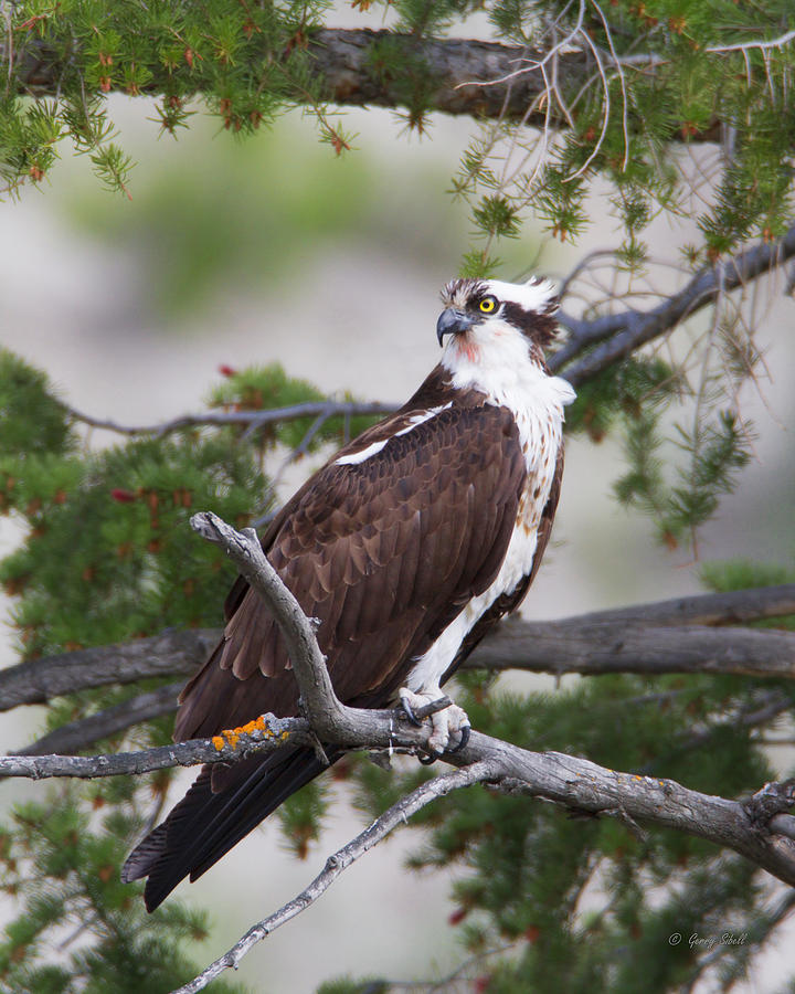 Fishing Osprey Photograph by Gerry Sibell
