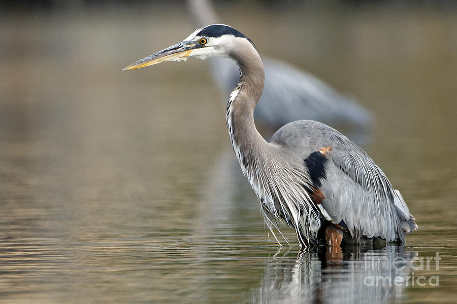 Fishing Pacific Great Blue Heron Photograph By Sue Harper 