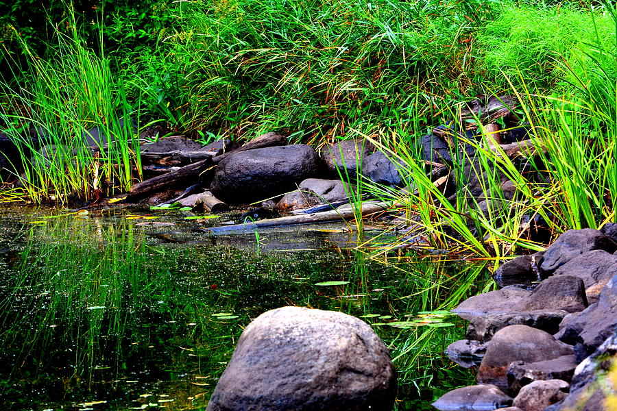 Landscape Photograph - Fishing Pond by Kimberly Woyak