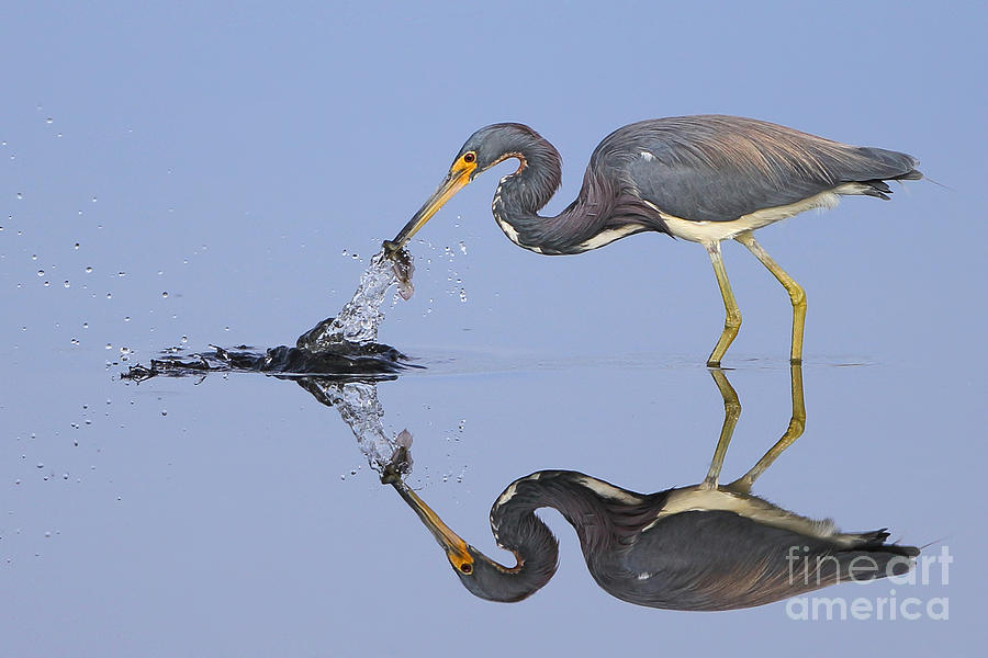Heron Photograph - Fishing reflection  by Rick Mann