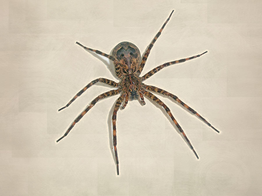 Fishing spider - Dolomedes tenebrosus Photograph by Carol Senske