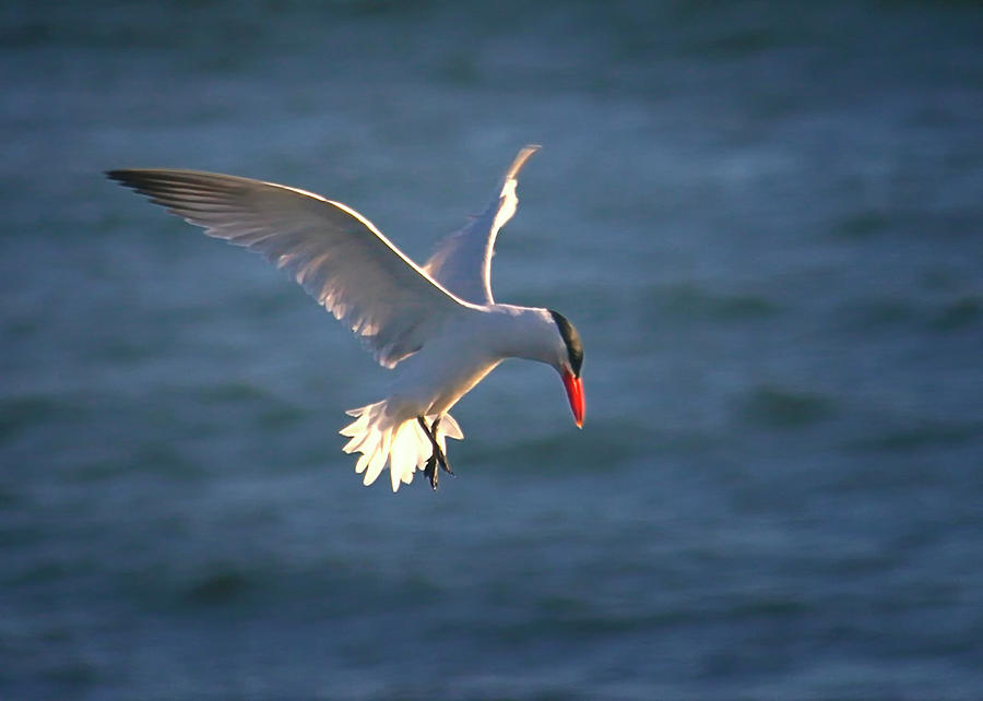 Fishing Tern Photograph by Albert Seger