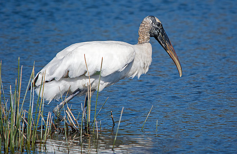 Fishing Wood Stork Photograph by Kenneth Albin
