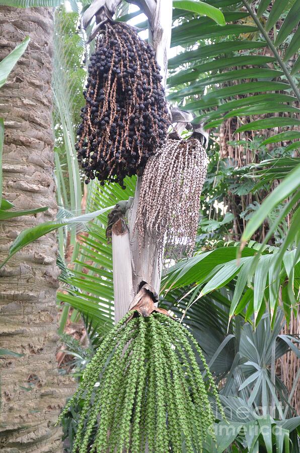 Fishtail Palm Photograph by Randy J Heath