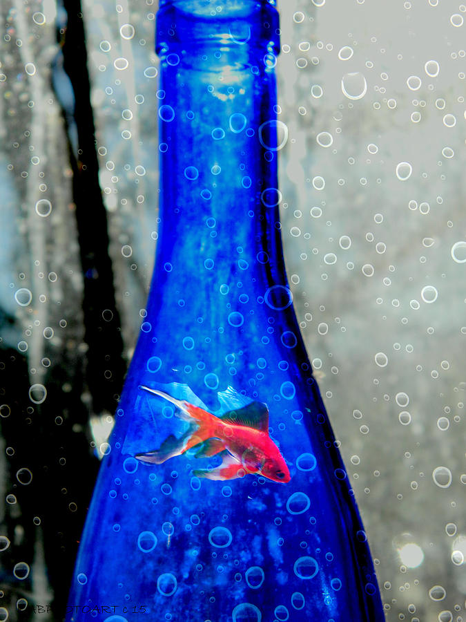 Fish Photograph - Fishy Bottle by Kathy Barney