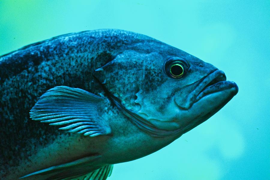 Fishy Profile Photograph by Eric Tressler