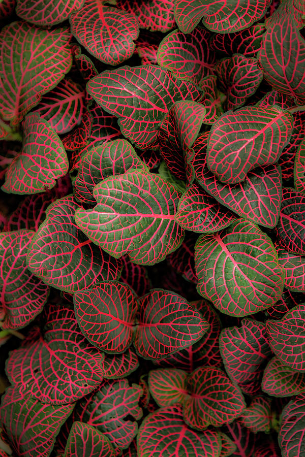 Fittonia Photograph by Jade Moon
