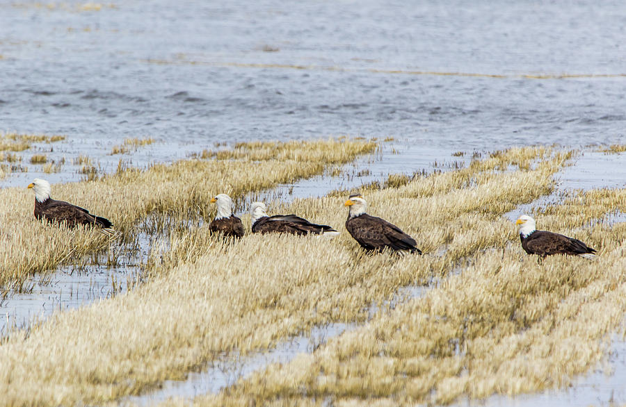 Five Bald Eagles in a Marsh Photograph by Marc Crumpler