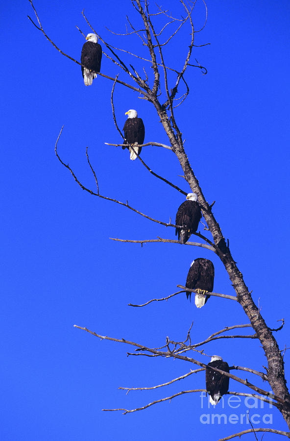 Five Bald Eagles Photograph by John Hyde - Printscapes