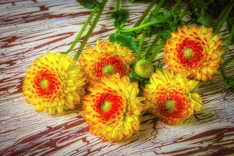 Flower Photograph - Five Beautiful Dahlias by Garry Gay