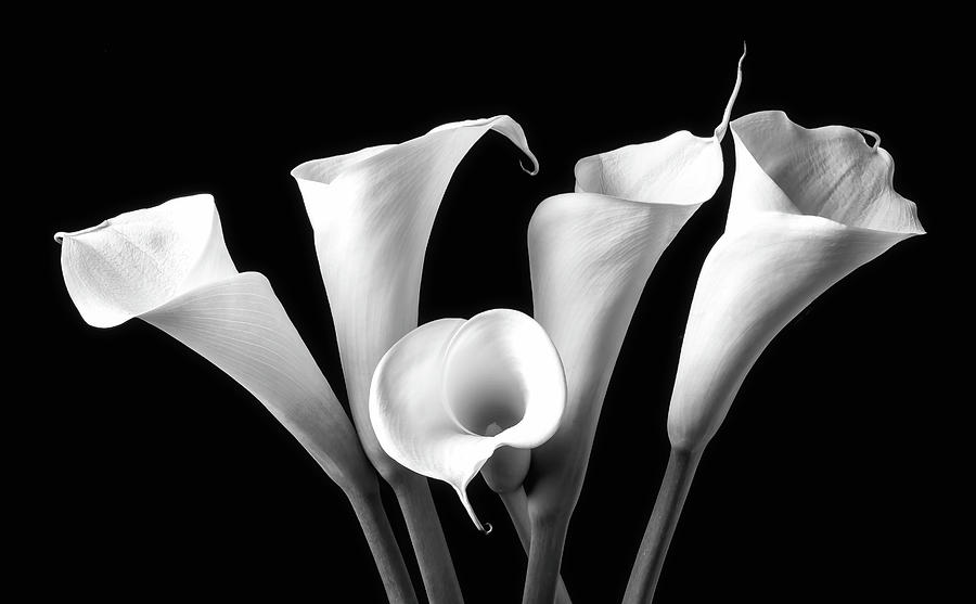 Flower Photograph - Five Black And White Calla lilies by Garry Gay