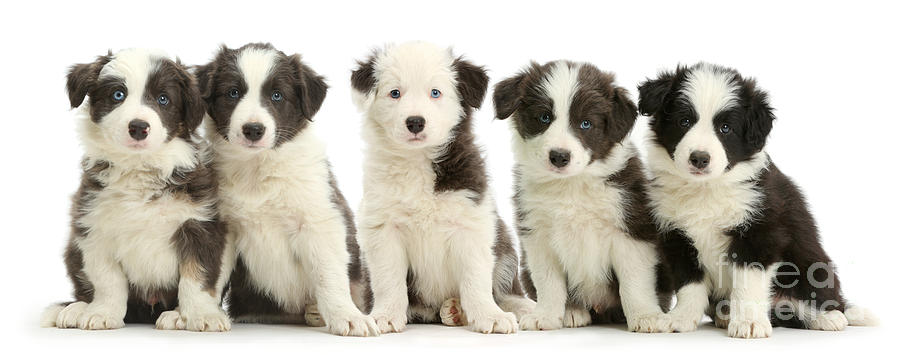 Five Border Collie Puppies Photograph by Mark Taylor
