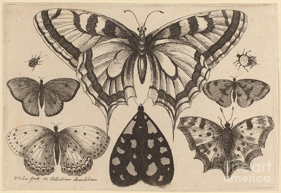 Five Butterflies, A Moth, And Two Beetles Drawing by Wenceslaus Hollar