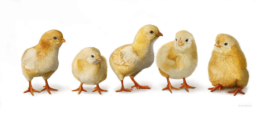 Five Chicks in a Row Digital Art by Bob Nolin