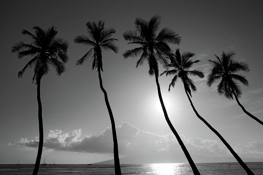 Tree Photograph - Five coconut palms by Pierre Leclerc Photography