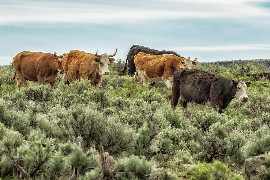 Five Cows Coming Down a Hill Photograph by Belinda Greb
