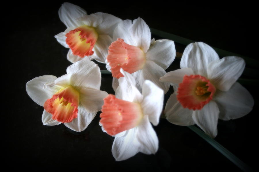 Five Daffodils Photograph by Kay Novy