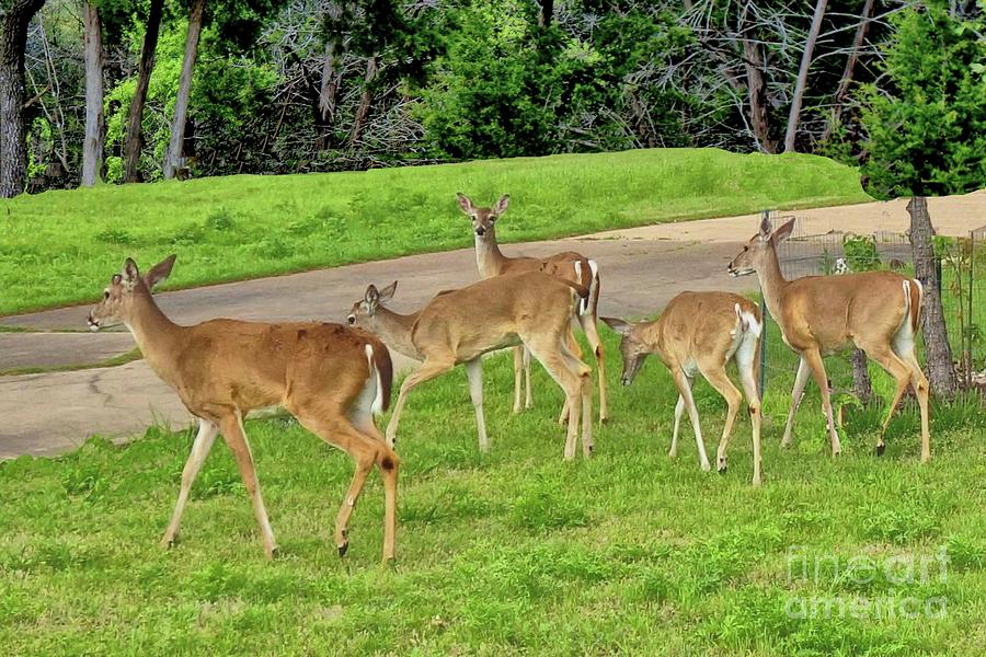 Five White-tail Deer Grazing  Photograph by Janette Boyd