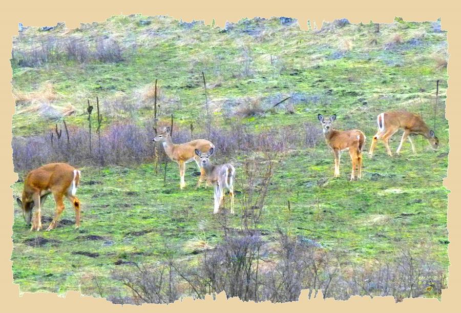 Five Deer Grazing Photograph by Will Borden