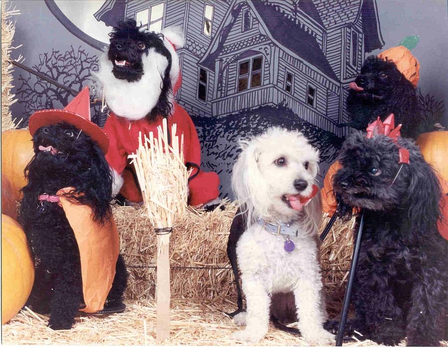 Five dogs posing in costumes Photograph by Laura Smith