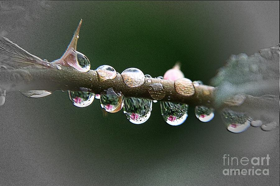 Five droplets Photograph by Yumi Johnson