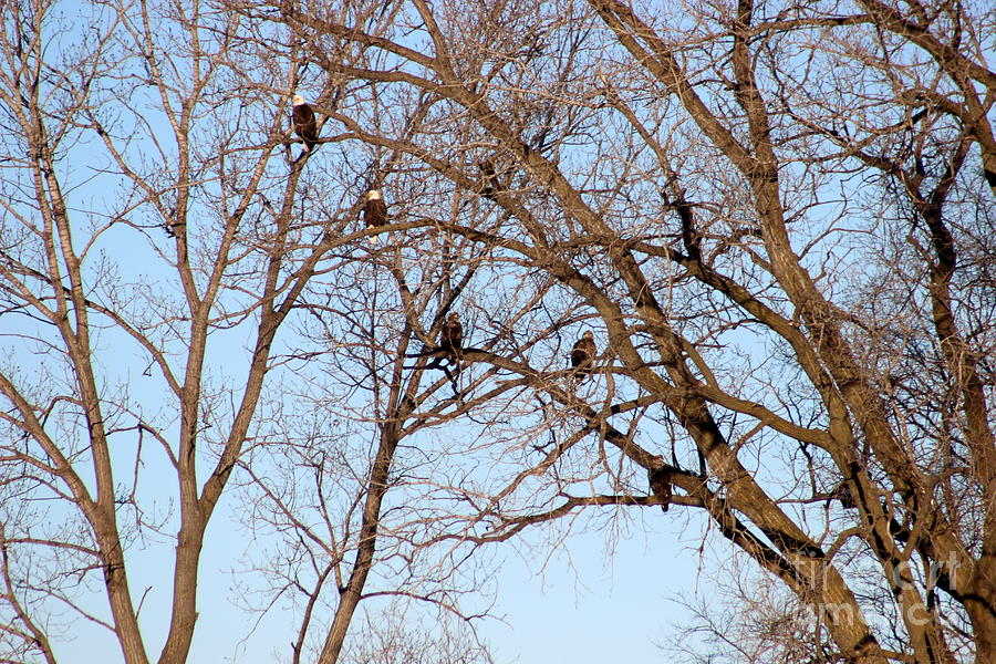 Five Eagles Photograph by Dale Mark - Pixels