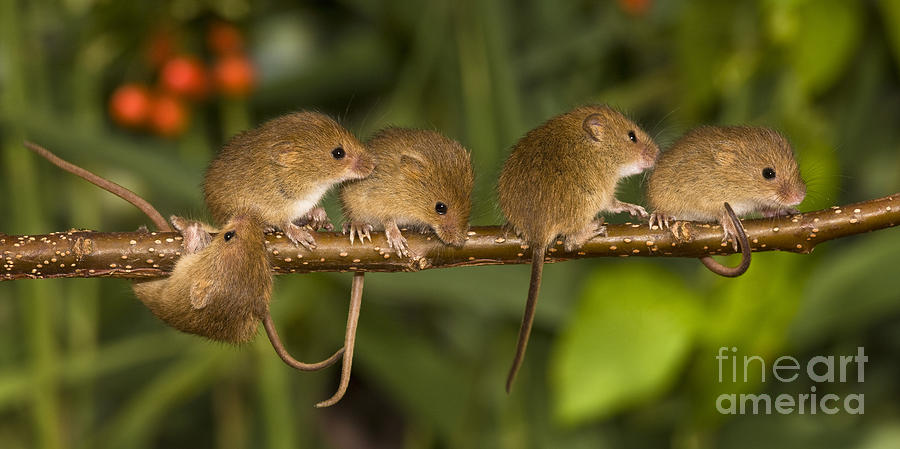 Mouse Photograph - Five Eurasian Harvest Mice by Jean-Louis Klein & Marie-Luce Hubert