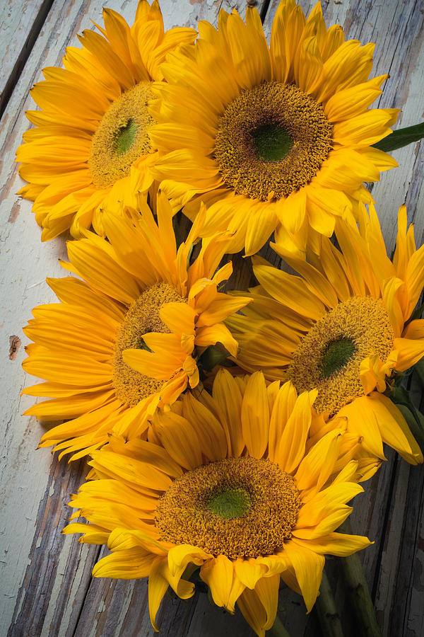 Five Farm Grown Sunflowers Photograph by Garry Gay