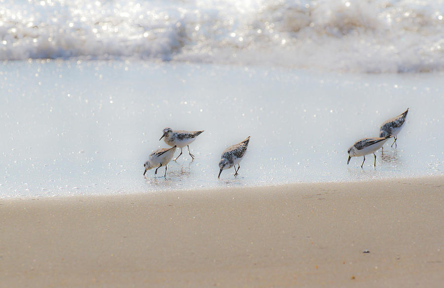 Five Feeding Sandpipers Photograph by Allan Levin