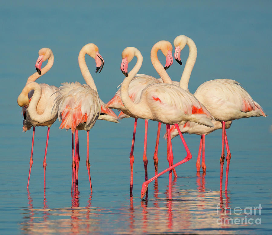 Five Flamingos Photograph by Inge Johnsson