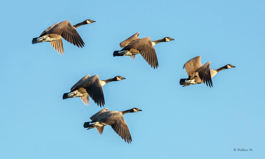 Five Flying Geese Photograph by Brian Wallace
