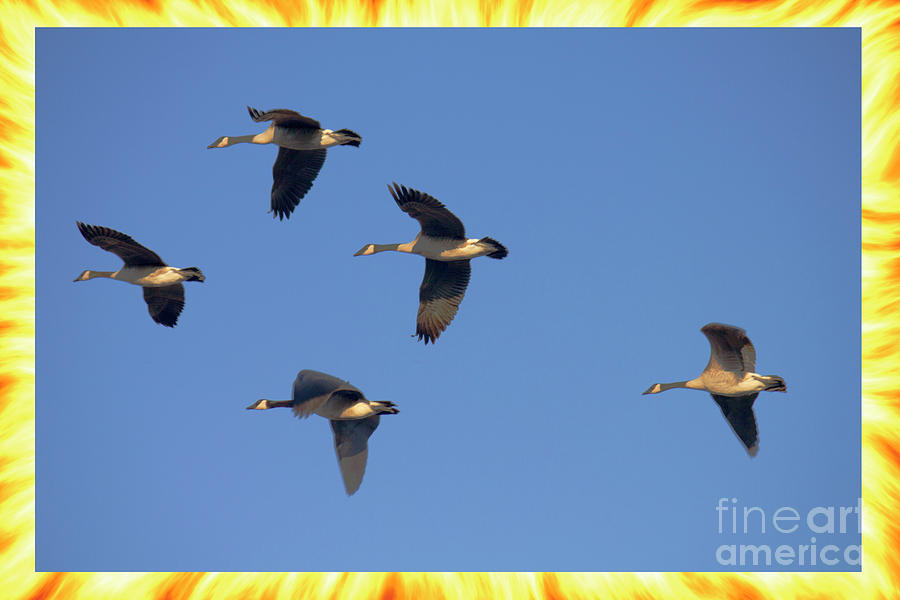 Five Geese Fly Blue Sky Digital Art by Donna L Munro