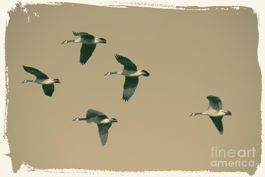 Five Geese Fly Taupe Digital Art by Donna L Munro