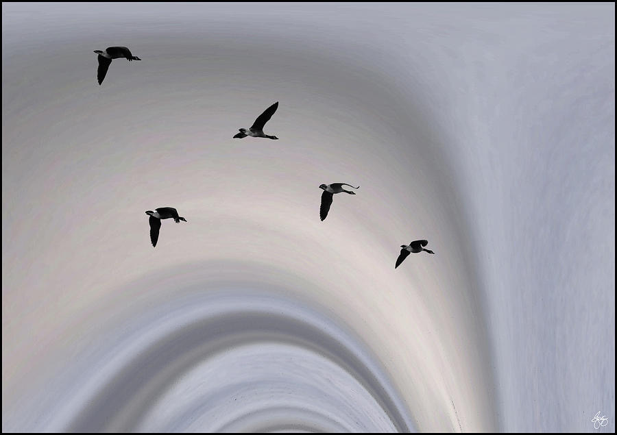 Five Geese in a Borealis Flyway Photograph by Wayne King