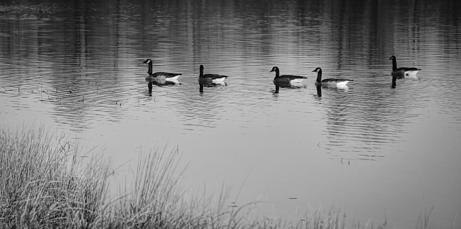 Five Geese on November Morning - b/w Photograph by Greg Jackson