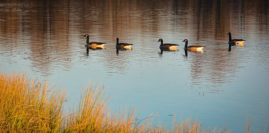 Five Geese on November Morning Photograph by Greg Jackson