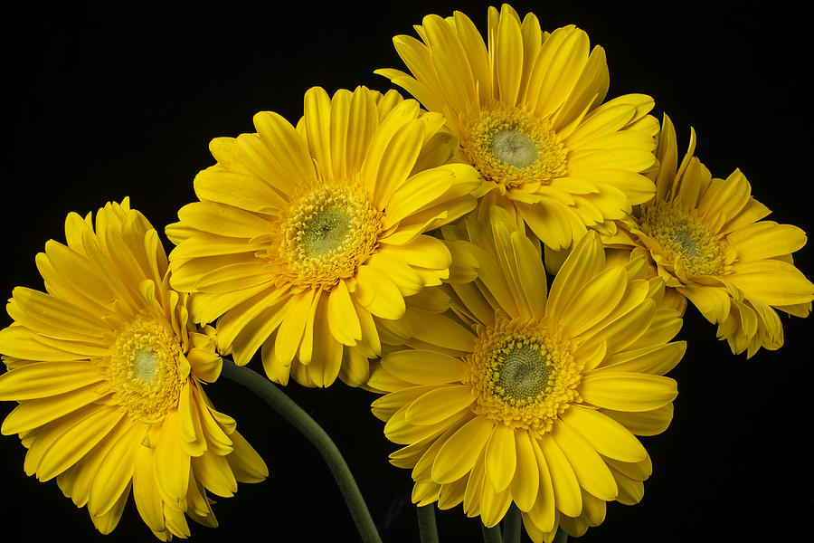 Five Gerbera Daisies Photograph by Garry Gay - Fine Art America