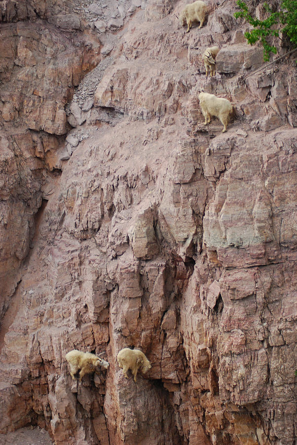 Five Goats Climbing Photograph by Wanda Jesfield