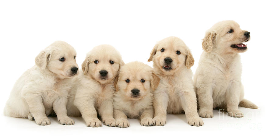 Five Gold Pups Photograph by Warren Photographic